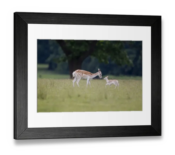 Framed Print : Fallow Deer (Dama dama) doe with fawn, standing in meadow, Helmingham Hall Deer Park, Suffolk, England, june