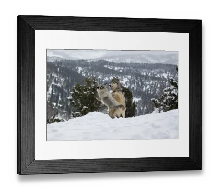 Framed Print : Grey Wolf (Canis lupus) adult pair, in season female jumping up at male in snow, male is jumping away fearing reprisal from alpha male if mating occurs, Montana, U. S. A, january (captive)