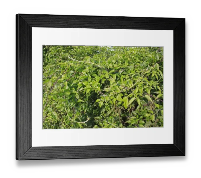 Framed Print : Old Man's Beard (Clematis vitalba) leaves, growing in hedgerow, Bacton, Suffolk, England, june Framed Print : Old Man's Beard (Clematis vitalba) leaves, growing in hedgerow, Bacton, Suffolk, England, june