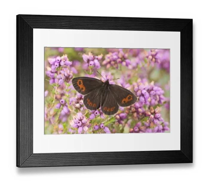 Framed Print : Scotch Argus (Erebia aethiops) adult, feeding on heather flowers, England, june Framed Print : Scotch Argus (Erebia aethiops) adult, feeding on heather flowers, England, june