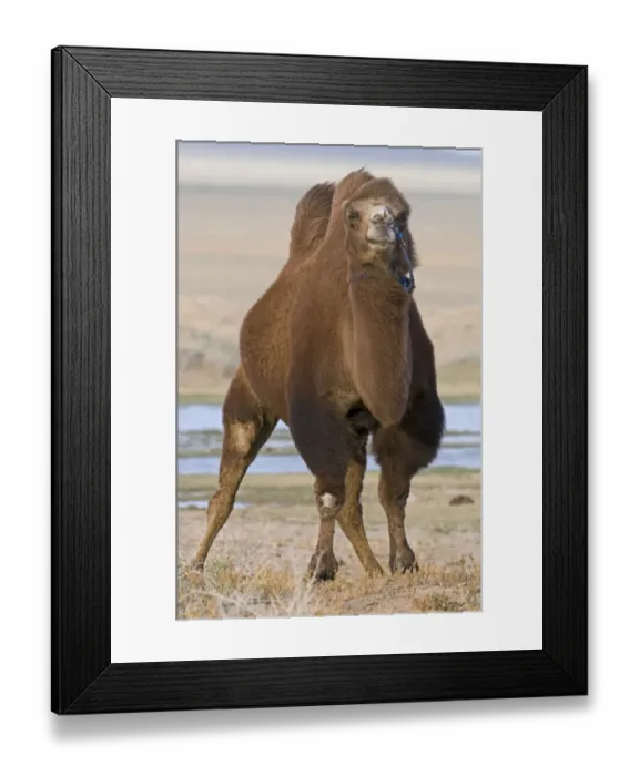 Framed Print : Domesticated Bactrian Camel (Camelus bactrianus) adult, standing in desert, Khongoryn Els Sand Dunes, Southern Gobi Desert, Mongolia, october Framed Print : Domesticated Bactrian Camel (Camelus bactrianus) adult, standing in desert, Khongoryn Els Sand Dunes, Southern Gobi Desert, Mongolia, october