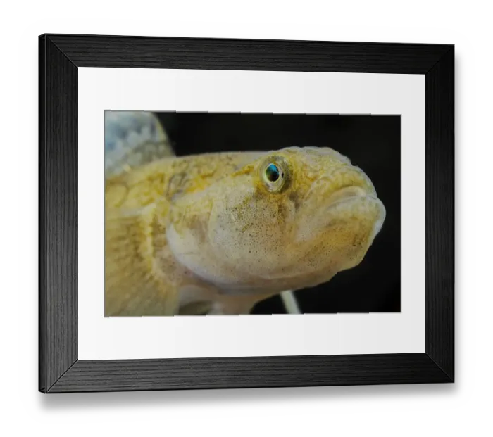 Framed Print : Common Goby (Padogobius bonelli) adult, close-up of head, Italy, august Framed Print : Common Goby (Padogobius bonelli) adult, close-up of head, Italy, august