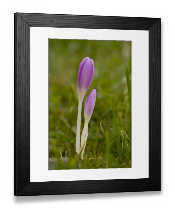 Framed Print : Autumn Crocus (Colchicum autumnale) with closed flowers, in old grassland, Romania, september Framed Print : Autumn Crocus (Colchicum autumnale) with closed flowers, in old grassland, Romania, september