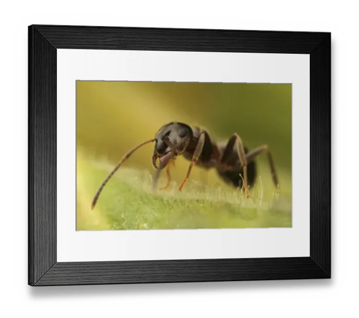 Framed Print : Black Garden Ant (Lasius niger) adult, standing on leaf, Leicestershire, England, june Framed Print : Black Garden Ant (Lasius niger) adult, standing on leaf, Leicestershire, England, june