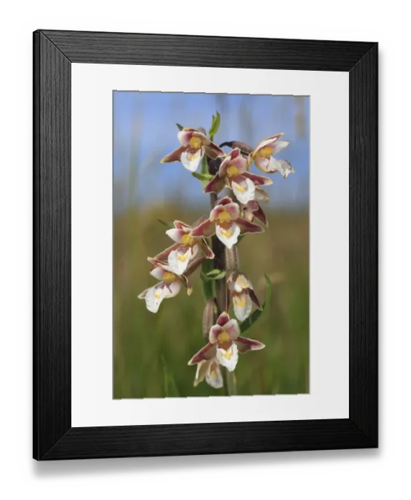 Framed Print : Marsh Helleborine (Epipactis palustris) flowering, Ynys-las National Nature Reserve, Ceredigion, Wales, july Framed Print : Marsh Helleborine (Epipactis palustris) flowering, Ynys-las National Nature Reserve, Ceredigion, Wales, july