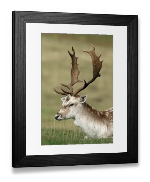 Framed Print : Fallow Deer (Dama dama) mature buck, close-up of head and antlers, with flies on face, Kent, England, september