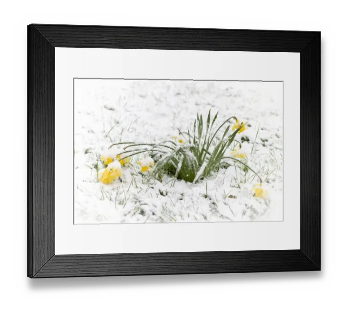 Framed Print : Daffodil (Narcissus pseudonarcissus) flowering, in snow during unseasonal weather, England, april Framed Print : Daffodil (Narcissus pseudonarcissus) flowering, in snow during unseasonal weather, England, april