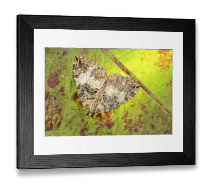 Framed Print : July Highflyer (Hydriomena furcata) adult, resting on leaf, Powys, Wales, july Framed Print : July Highflyer (Hydriomena furcata) adult, resting on leaf, Powys, Wales, july