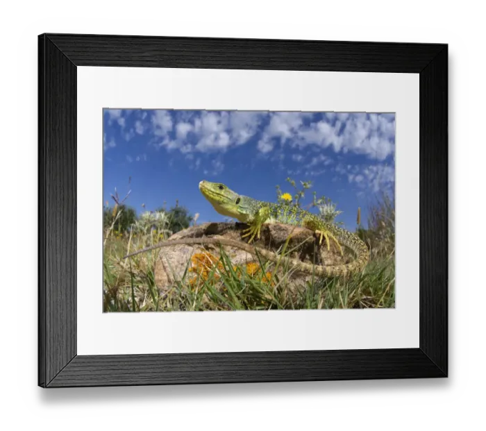 Framed Print : Ocellated Lizard (Timon lepidus) subadult male, basking on rock, Saint Martin de Crau, Bouches-du-Rhone, France Framed Print : Ocellated Lizard (Timon lepidus) subadult male, basking on rock, Saint Martin de Crau, Bouches-du-Rhone, France