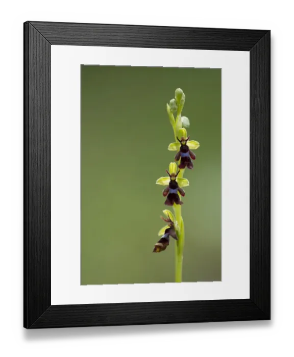 Framed Print : Fly Orchid (Ophrys insectifera) flowering, Peak District, Derbyshire, England, may Framed Print : Fly Orchid (Ophrys insectifera) flowering, Peak District, Derbyshire, England, may