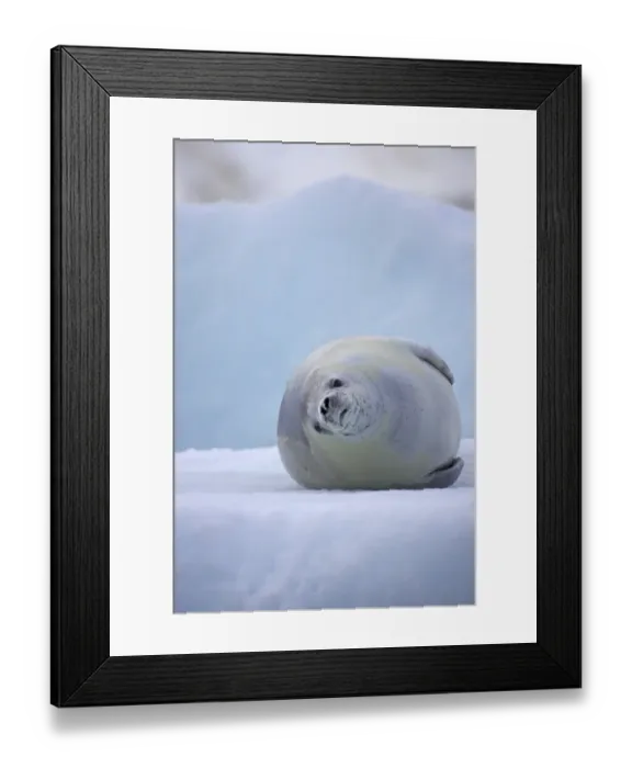 Framed Print : Crabeater Seal (Lobodon carcinophagus) adult, resting on ice floe, Lemaire Channel, Antarctic Peninsula, Antarctica Framed Print : Crabeater Seal (Lobodon carcinophagus) adult, resting on ice floe, Lemaire Channel, Antarctic Peninsula, Antarctica