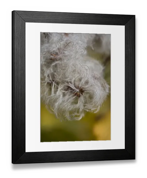 Framed Print : Old Man's Beard (Clematis vitalba) close-up of seedheads, Dorset, England, november Framed Print : Old Man's Beard (Clematis vitalba) close-up of seedheads, Dorset, England, november