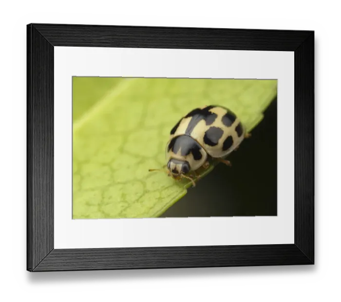 Framed Print : Fourteen-spot Ladybird (Calvia quattuordecimguttata) adult, resting on leaf, Leicestershire, England, april