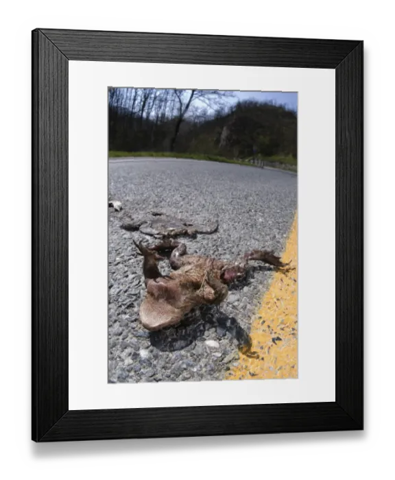 Framed Print : Common Toad (Bufo bufo) dead adults, killed on road whilst trying to reach breeding site, Northern Italy, april
