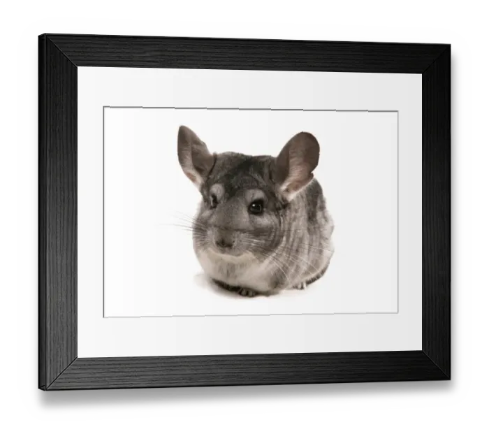 Framed Print : Chinchilla (Chinchilla sp. ) grey adult, sitting Framed Print : Chinchilla (Chinchilla sp. ) grey adult, sitting