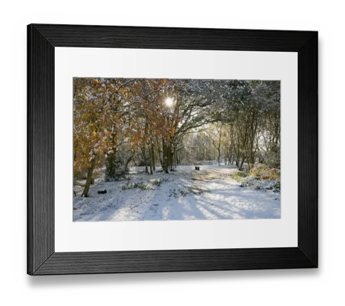 Framed Print : Snow covered deciduous woodland, Mousehold Heath, Norwich, Norfolk, England, november Framed Print : Snow covered deciduous woodland, Mousehold Heath, Norwich, Norfolk, England, november