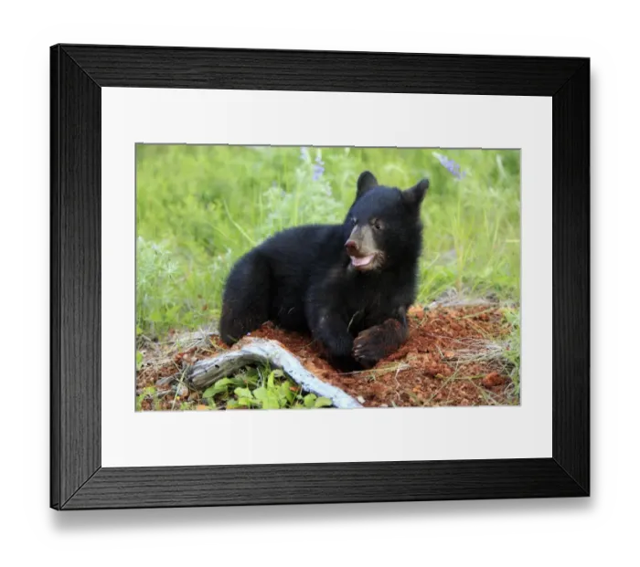 Framed Print : American Black Bear (Ursus americanus) six-month old cub, digging in meadow, Montana, U. S. A. june (captive) Framed Print : American Black Bear (Ursus americanus) six-month old cub, digging in meadow, Montana, U. S. A. june (captive)