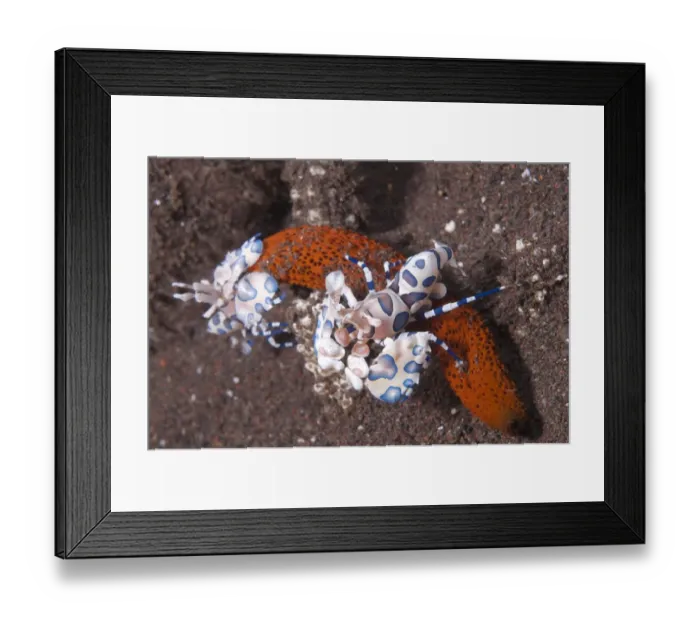 Framed Print : Harlequin Shrimp (Hymenocera elegans) adult pair, feeding on seastar, Seraya Beach Resort, Bali, Lesser Sunda Islands, Indonesia Framed Print : Harlequin Shrimp (Hymenocera elegans) adult pair, feeding on seastar, Seraya Beach Resort, Bali, Lesser Sunda Islands, Indonesia