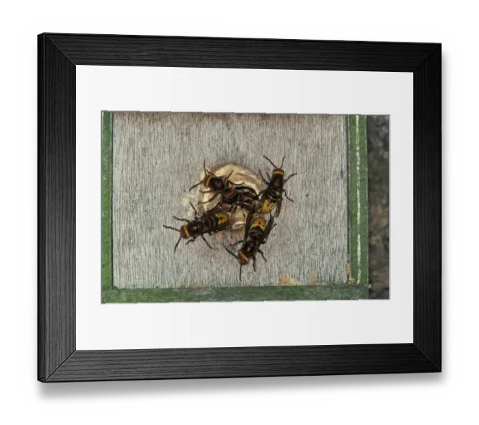 Framed Print : Hornets (Vaspa crabro) Using old bird box