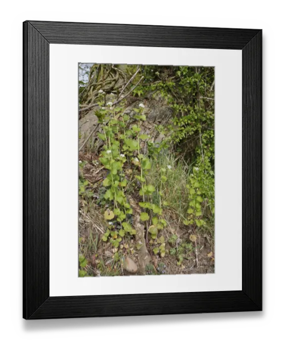 Framed Print : Garlic Mustard (Alliaria petiolata) flowering, growing at base of tree in hedgerow, Bacton, Suffolk, England, april Framed Print : Garlic Mustard (Alliaria petiolata) flowering, growing at base of tree in hedgerow, Bacton, Suffolk, England, april