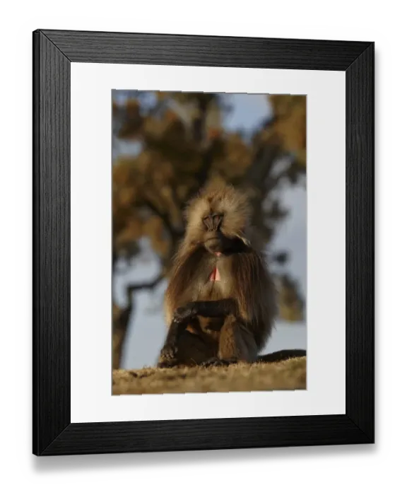 Framed Print : Gelada (Theropithecus gelada) adult male, sitting, Simien Mountains, Ethiopia Framed Print : Gelada (Theropithecus gelada) adult male, sitting, Simien Mountains, Ethiopia