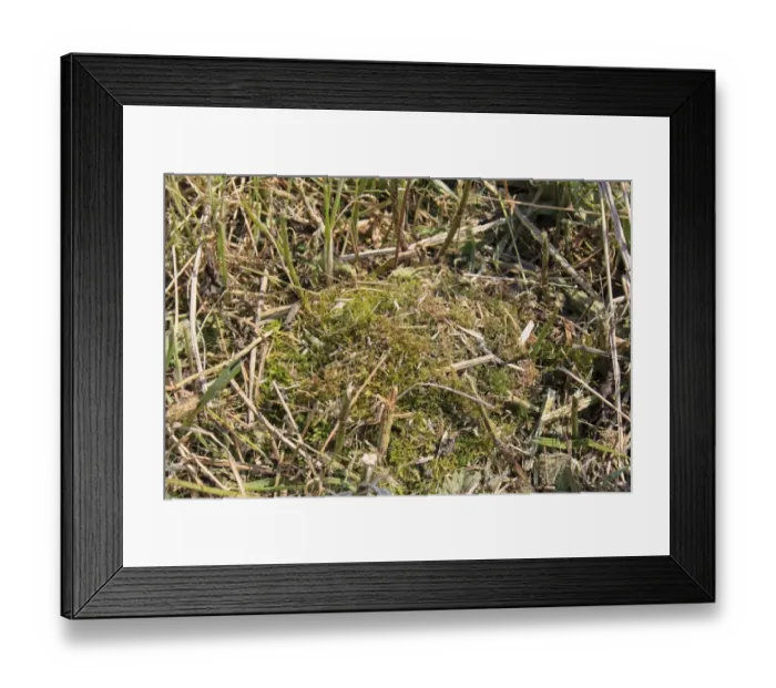 Framed Print : Bumblebee (Bombus sp. ) nest, made from moss, Bacton, Suffolk, England, june Framed Print : Bumblebee (Bombus sp. ) nest, made from moss, Bacton, Suffolk, England, june