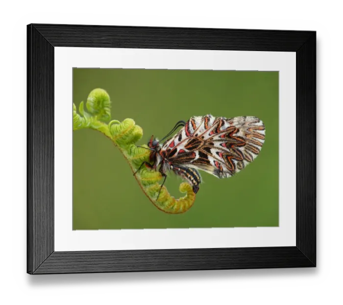 Framed Print : Southern Festoon (Zerynthia polyxena) adult male, roosting on unfurling fern frond, Peloponesos, Southern Greece, april