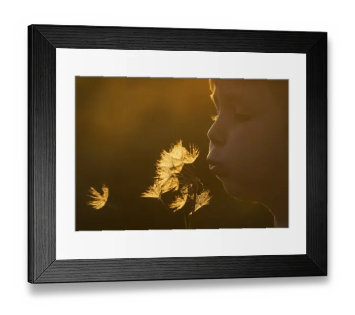 Framed Print : Common Dandelion (Taraxacum officinale) seedhead, seeds from clock being blown by boy, Norfolk, England, may Framed Print : Common Dandelion (Taraxacum officinale) seedhead, seeds from clock being blown by boy, Norfolk, England, may