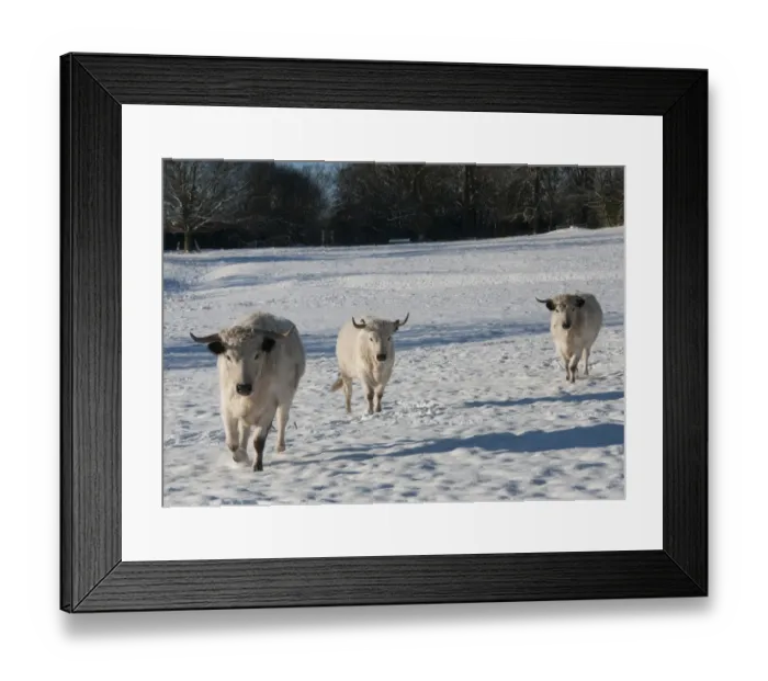 Framed Print : Domestic Cattle, White Park cows, walking in snow covered parkland, Leagram, Chipping, Lancashire, England, december Framed Print : Domestic Cattle, White Park cows, walking in snow covered parkland, Leagram, Chipping, Lancashire, England, december