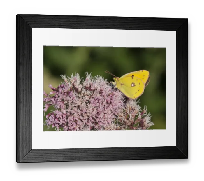 Framed Print : Clouded Yellow (Colias croceus) adult, feeding on Hemp Agrimony (Eupatorium cannabinum) flowers in garden, England, august Framed Print : Clouded Yellow (Colias croceus) adult, feeding on Hemp Agrimony (Eupatorium cannabinum) flowers in garden, England, august