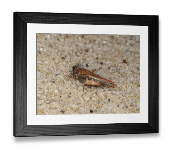 Framed Print : Cepero's Groundhopper (Tetrix ceperoi) adult, on sandy beach, Studland, Dorset, England, may Framed Print : Cepero's Groundhopper (Tetrix ceperoi) adult, on sandy beach, Studland, Dorset, England, may