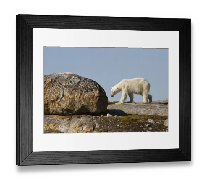 Framed Print : Polar Bear (Ursus maritimus) adult, walking on rocks, Spitzbergen, Svalbard, july Framed Print : Polar Bear (Ursus maritimus) adult, walking on rocks, Spitzbergen, Svalbard, july