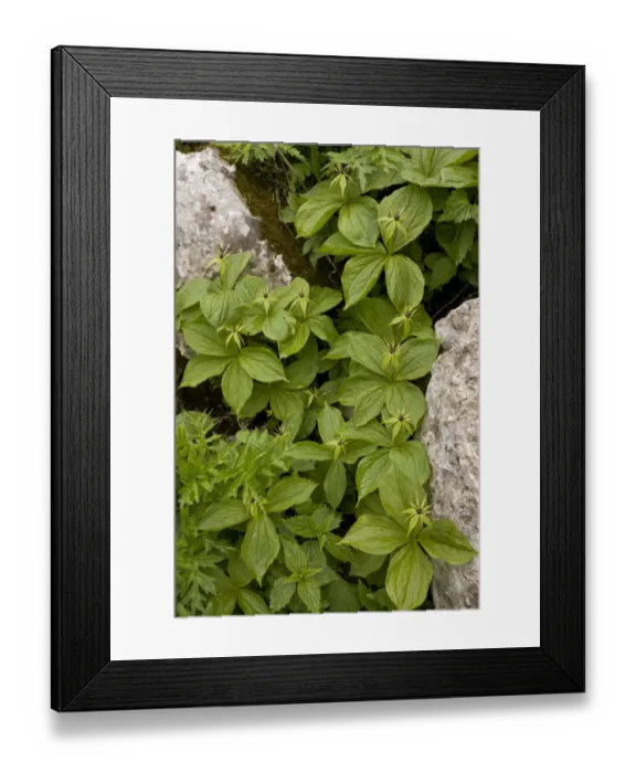 Framed Print : Herb Paris (Paris quadrifolia) flowering group, growing in limestone crevice, Slovenia, june