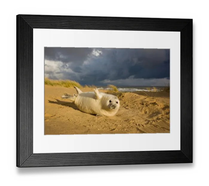 Framed Print : Grey Seal (Halichoerus grypus) one-two week old whitecoat pup, resting in sand dunes, with approaching stormclouds, Norfolk, England, november Framed Print : Grey Seal (Halichoerus grypus) one-two week old whitecoat pup, resting in sand dunes, with approaching stormclouds, Norfolk, England, november
