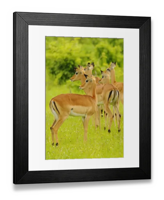 Framed Print : Impala (Aepyceros melampus) adult females, herd standing alert, Ruaha N. P. Tanzania Framed Print : Impala (Aepyceros melampus) adult females, herd standing alert, Ruaha N. P. Tanzania