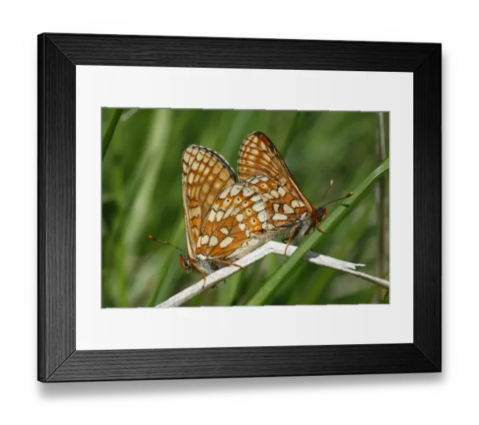 Framed Print : Marsh Fritillary (Euphydryas aurinia) adult pair, mating, Pyrenees, Ariege, France, may