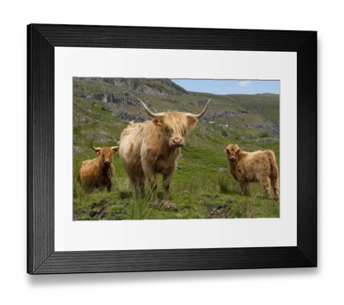 Framed Print : Domestic Cattle, Highland Cattle, cows and calf, standing on fell, Lake District, Cumbria, England, july Framed Print : Domestic Cattle, Highland Cattle, cows and calf, standing on fell, Lake District, Cumbria, England, july