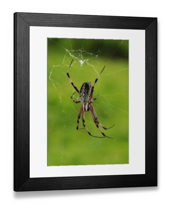 Framed Print : Zig-zag Spider (Neoscona cooksoni) adult, in web, Galapagos Islands Framed Print : Zig-zag Spider (Neoscona cooksoni) adult, in web, Galapagos Islands