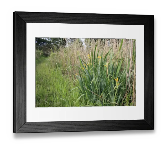 Framed Print : Yellow Iris (Iris pseudacorus) flowering, growing in reedbed, Little Ouse Headwaters Project, Hinderclay Fen, Hinderclay, Little Ouse Valley, Suffolk, England, june Framed Print : Yellow Iris (Iris pseudacorus) flowering, growing in reedbed, Little Ouse Headwaters Project, Hinderclay Fen, Hinderclay, Little Ouse Valley, Suffolk, England, june