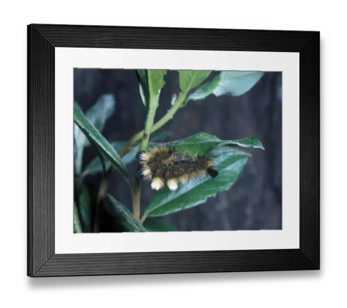 Framed Print : Moth - Tussock Dark Larva (Dasychira fascelina) on leaf Framed Print : Moth - Tussock Dark Larva (Dasychira fascelina) on leaf