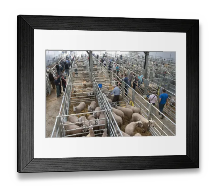 Framed Print : Domestic Sheep, Blue-faced Leicester, flock in pens, with farmers at livestock market, Welshpool Livestock Market, Powys, Wales, september Framed Print : Domestic Sheep, Blue-faced Leicester, flock in pens, with farmers at livestock market, Welshpool Livestock Market, Powys, Wales, september