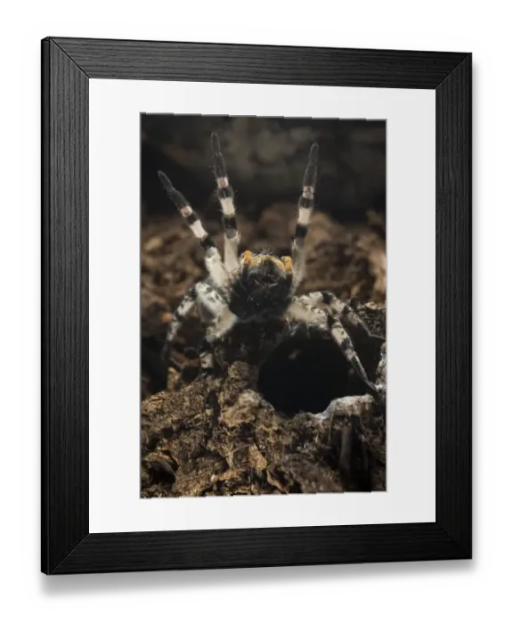 Framed Print : Russian Wolfspider (Lycosa singoriensis) adult female, defending burrow, Ukraine, november Framed Print : Russian Wolfspider (Lycosa singoriensis) adult female, defending burrow, Ukraine, november