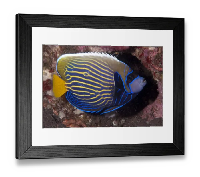 Framed Print : Emperor Angelfish (Pomacanthus imperator) adult, with night colours, in reef, Seraya Beach Resort, Bali, Lesser Sunda Islands, Indonesia Framed Print : Emperor Angelfish (Pomacanthus imperator) adult, with night colours, in reef, Seraya Beach Resort, Bali, Lesser Sunda Islands, Indonesia