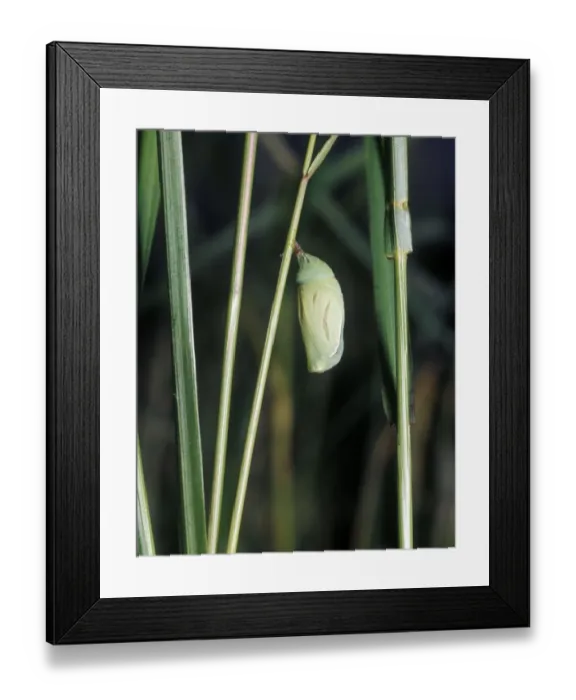 Framed Print : Small Heath (Coenonympha pamphilus) pupa Framed Print : Small Heath (Coenonympha pamphilus) pupa
