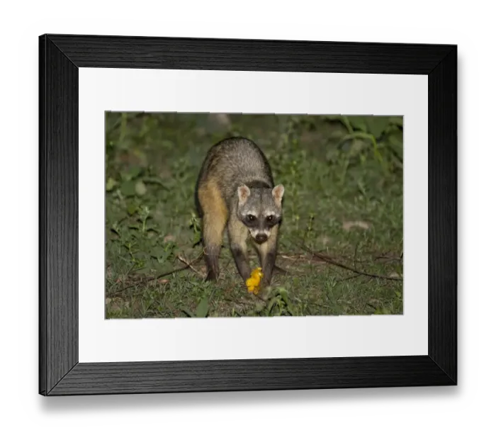 Framed Print : Crab-eating Raccoon (Procyon cancrivorus) adult, feeding on mango at night, Pantanal, Mato Grosso, Brazil Framed Print : Crab-eating Raccoon (Procyon cancrivorus) adult, feeding on mango at night, Pantanal, Mato Grosso, Brazil