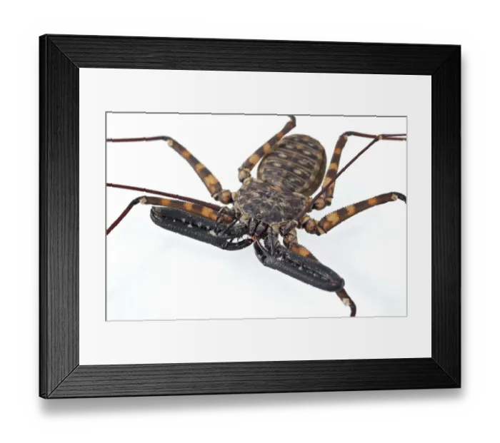Framed Print : Tanzanian Giant Tailless Whip Scorpion (Damon diadema) adult, close-up of adapted pincer-like pedipalps Framed Print : Tanzanian Giant Tailless Whip Scorpion (Damon diadema) adult, close-up of adapted pincer-like pedipalps