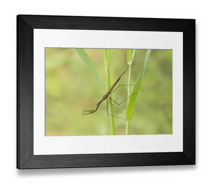 Framed Print : Water Stick Insect (Ranatra linearis) adult, clinging to submerged plant stems, England, may (captive) Framed Print : Water Stick Insect (Ranatra linearis) adult, clinging to submerged plant stems, England, may (captive)