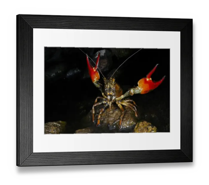 Framed Print : American Signal Crayfish (Pacifastacus leniusculus) introduced species, adult, with claws raised in defensive posture, Italy, august