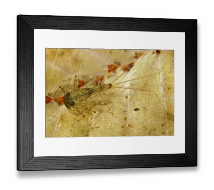 Framed Print : Stream Mayfly (Ecdyonurus sp. ) nymph, on fallen leaf in water, Italy Framed Print : Stream Mayfly (Ecdyonurus sp. ) nymph, on fallen leaf in water, Italy
