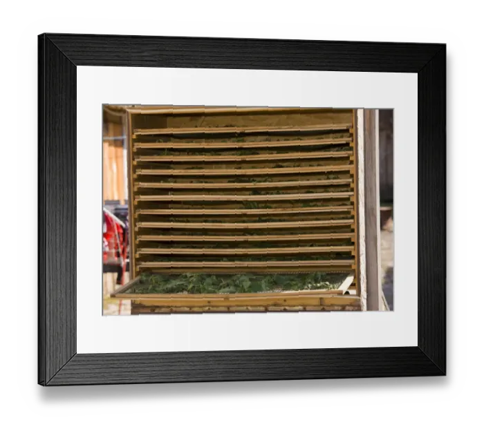 Framed Print : Stinging Nettle (Urtica dioica) leaves, being dried in solar drier, for use in herbal tea, in old Saxon village, Crit, Transylvania, Romania, october Framed Print : Stinging Nettle (Urtica dioica) leaves, being dried in solar drier, for use in herbal tea, in old Saxon village, Crit, Transylvania, Romania, october